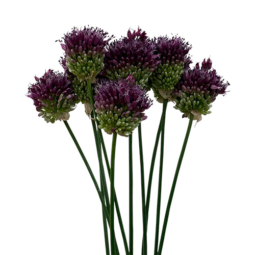 Allium Sphaerocephal Purple