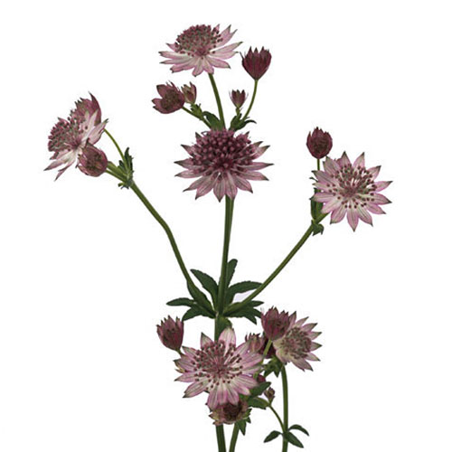 astrantia light pink