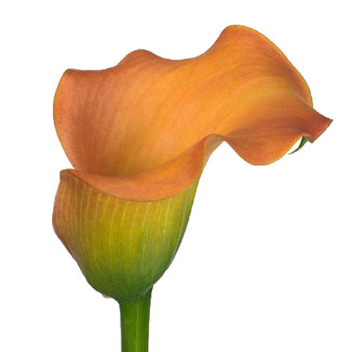 Calla Lily Captain Beatrix Orange/Salmon 60 cm | Mayesh