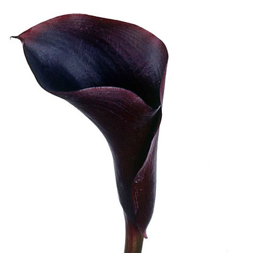 Calla Lily Hot Chocolate Black 40 cm | Mayesh