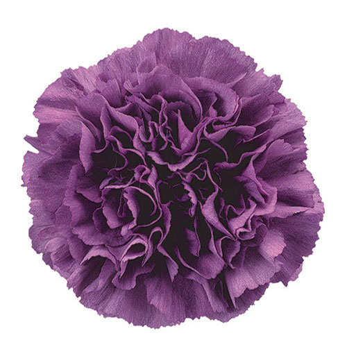 Carnations, specialty-Extasis Blue-dusty purple