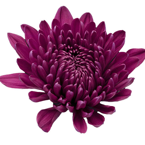 Chrysanthemum (Purple) Plant — Plan A Plant