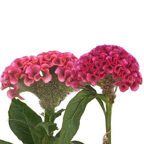 Coxcomb Assorted | Mayesh