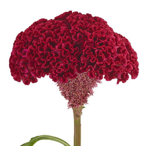 Coxcomb Giant Burgundy | Mayesh