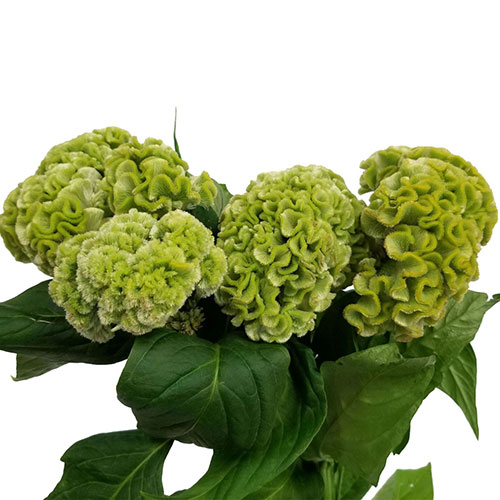 Coxcomb Giant Green | Mayesh