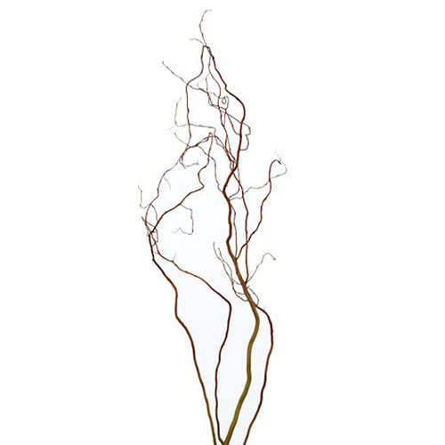 Buy Natural Curly Willow Branches for any Event and Holiday Decor