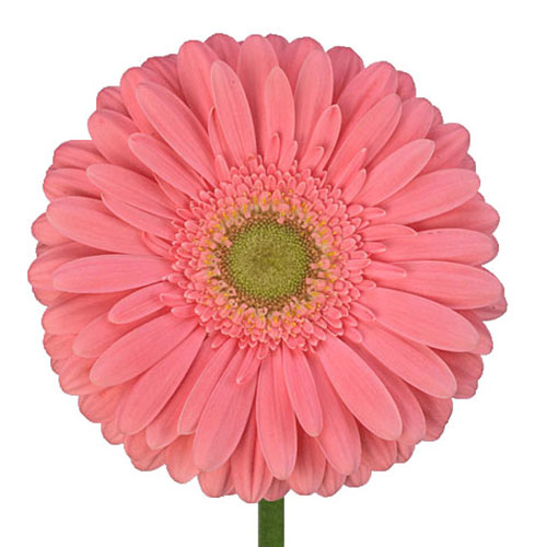 blush pink gerbera daisy