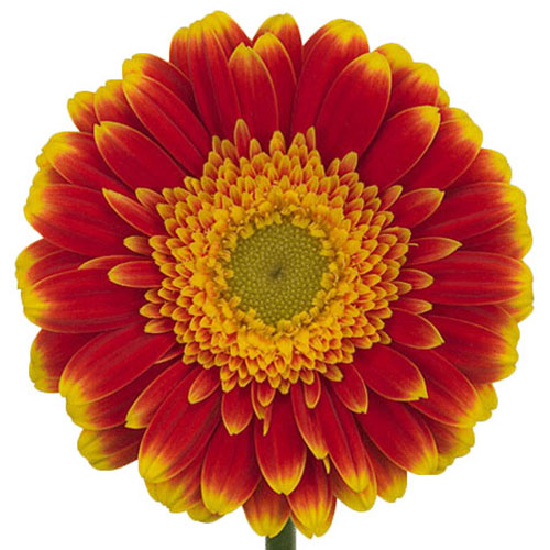 Gerbera Mini Green Center Orange/Yellow | Mayesh