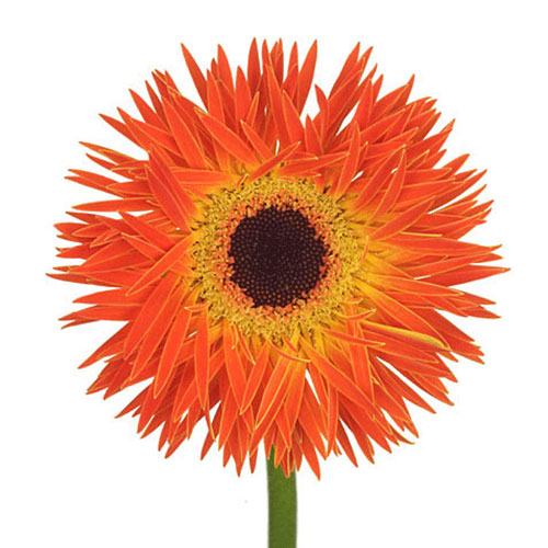 Gerbera Spider Orange/Yellow | Mayesh