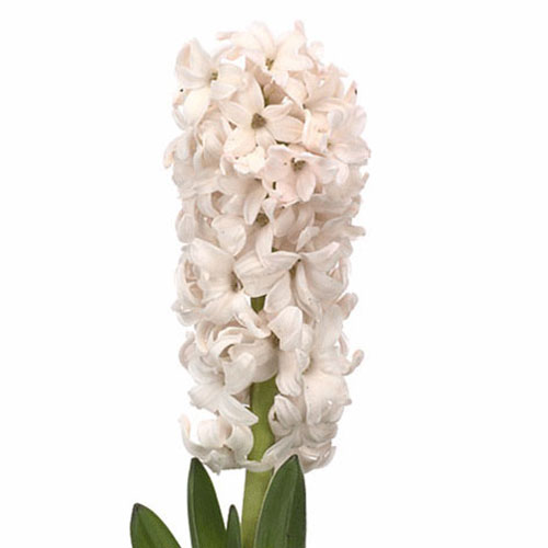 hyacinth light pink