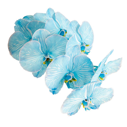 https://www.mayesh.com/backend/files/flowers/phalaenopsis-orchid-dyed-blue.jpg