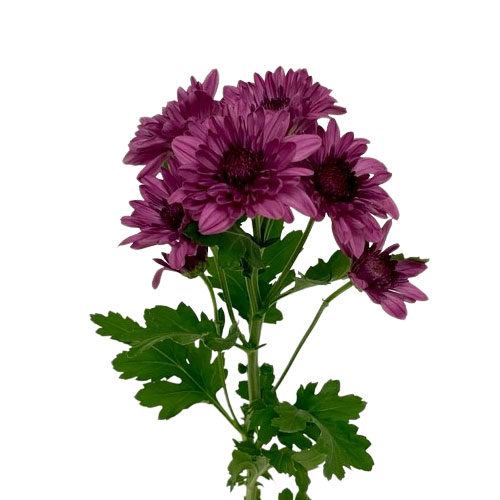 https://www.mayesh.com/backend/files/flowers/pompon-cushion-dark-purple-2.jpg