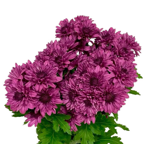 https://www.mayesh.com/backend/files/flowers/pompon-cushion-dark-purple-3.jpg