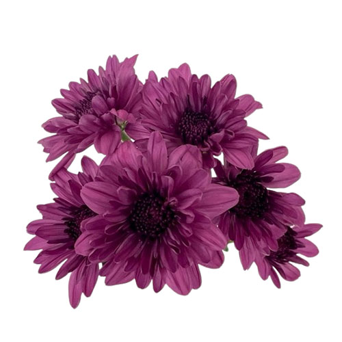 Cushion Pompon - Dark Purple – Kukka Flowers