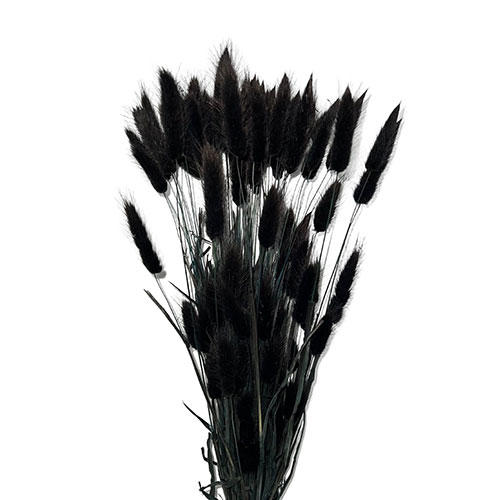 Preserved Pampas Grass, Black