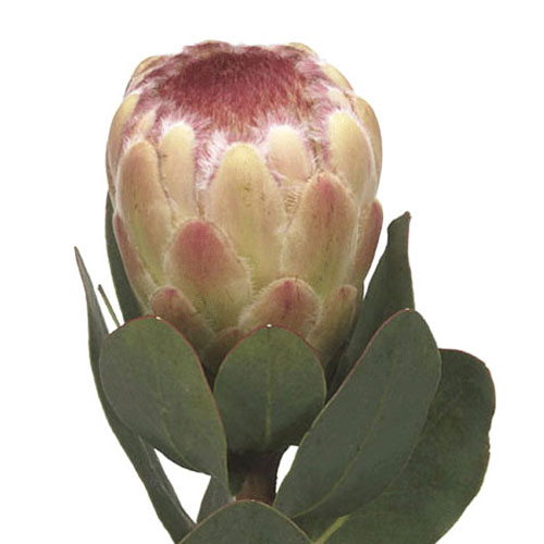 Protea Blushing Bride Blush