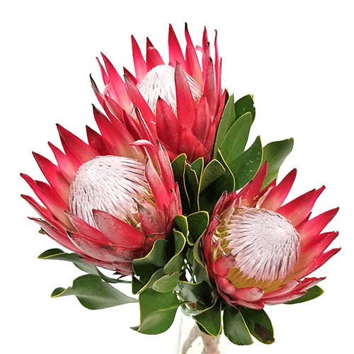 Protea Blushing Bride Blush