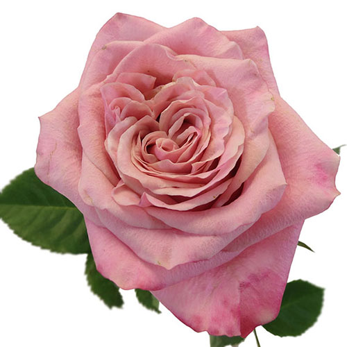 https://www.mayesh.com/backend/files/flowers/rose-art-deco-light-mauvy-pink.jpg