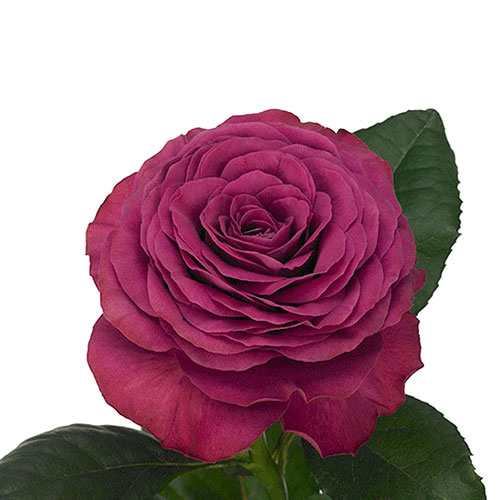 Rose Garden Precious Moment Hot Pink 50 cm