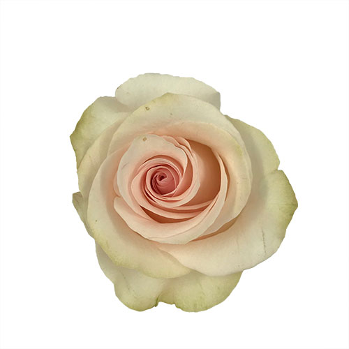 rose novia light pink