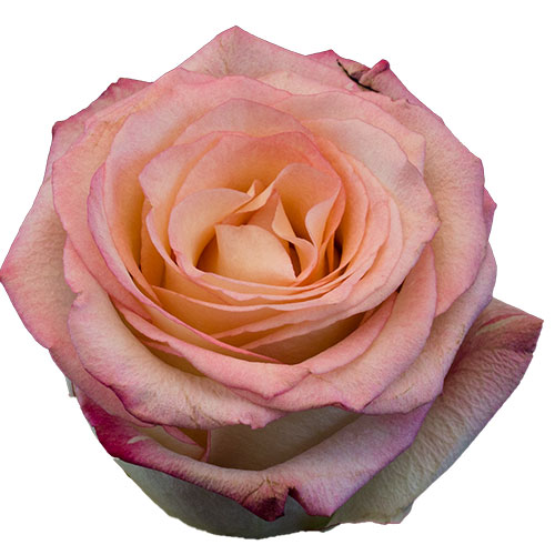 Rose Cream 40 cm