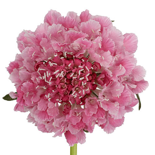 Scabiosa Cotton Candy Scoop