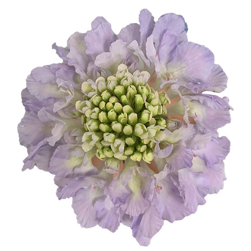 https://www.mayesh.com/backend/files/flowers/scabiosa-lavender-scoop-lavender.jpg