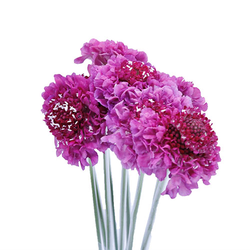 Scabiosa Candy Scoop