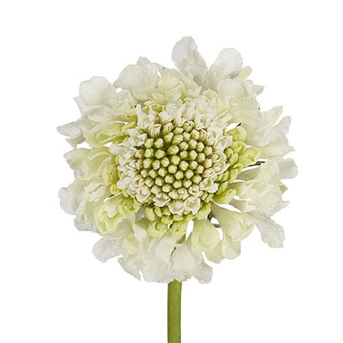 https://www.mayesh.com/backend/files/flowers/scabiosa-milky-scoop-white.jpg