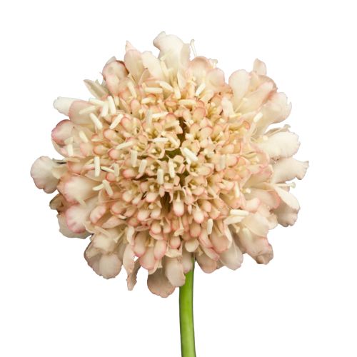 Candy Scoop Scabiosa