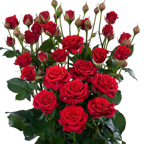 https://www.mayesh.com/backend/files/flowers/spray-rose-mirabel-red.jpg