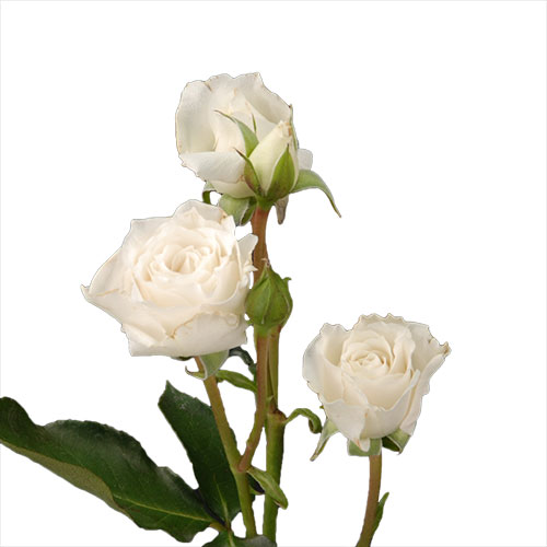 Spray Rose Princess White