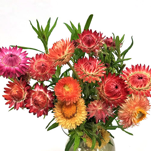 Strawflower Magic – Bottle Branch