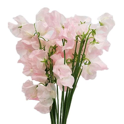 light pink sweet pea