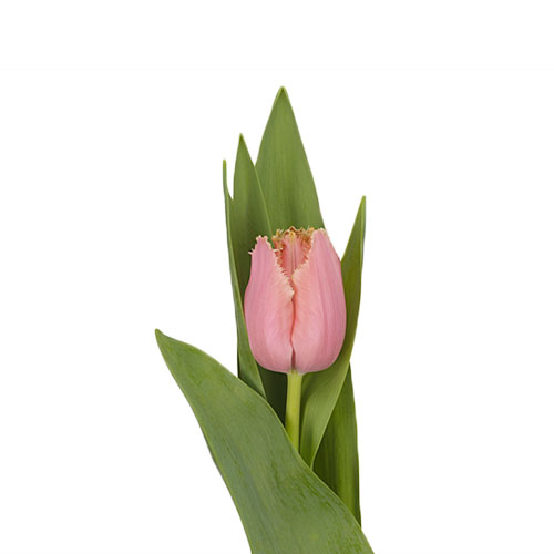Tulip Frilly Edge Heartbeat Pink | Mayesh