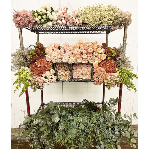 Thlaspi Green Bell 60cm  Wholesale Flowers & Florist Supplies UK